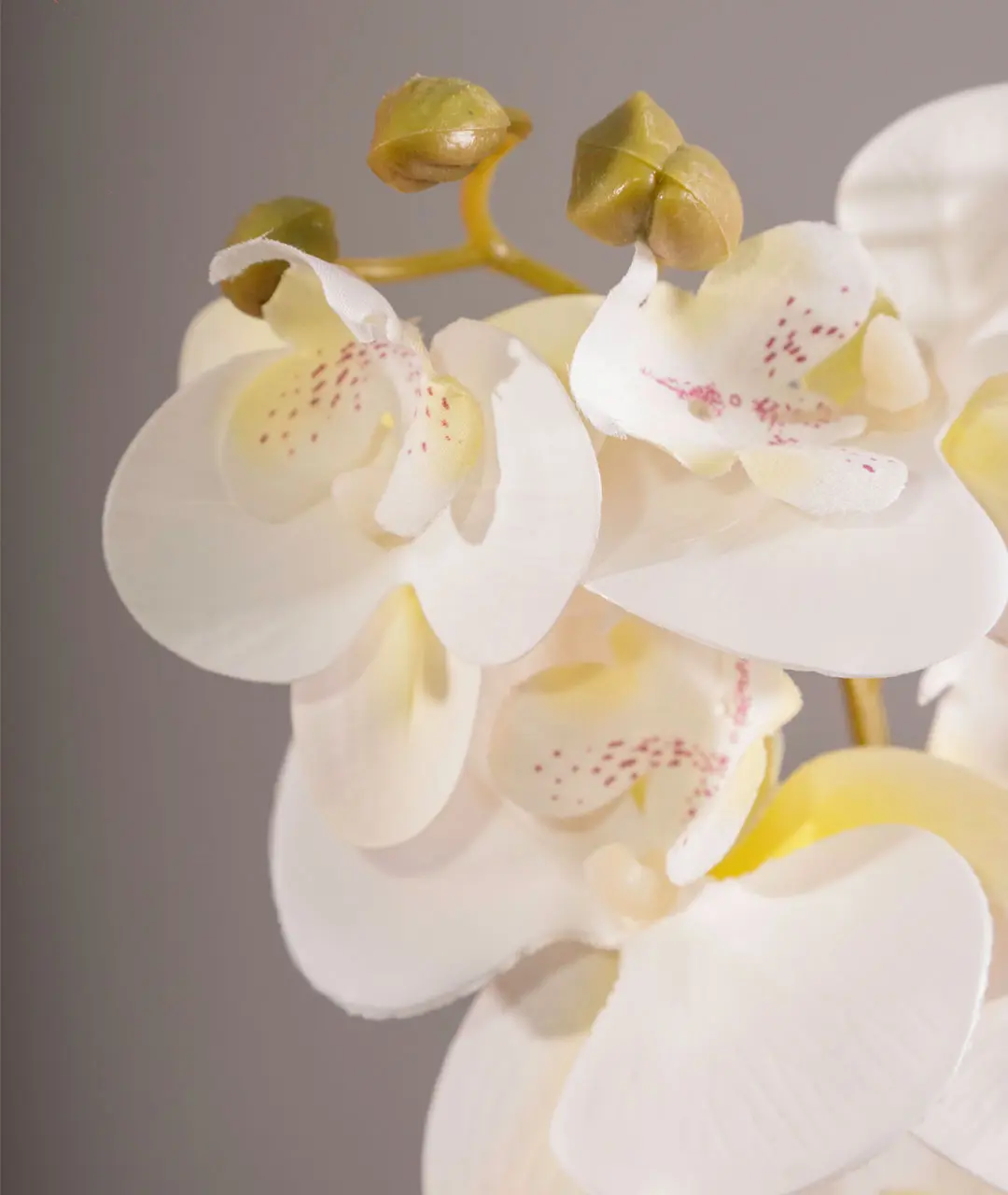 Flower Plastic Orquídea